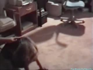 Best Ass Fucked By Dog