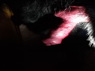 MY Dogs Cock