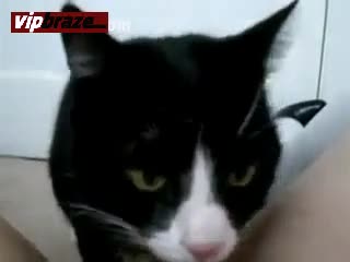 Black Cat Licking Pussy
