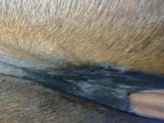 Horse fucked hard in close up - Horse sex on zooporn.com, zooporn men, zoophilia.